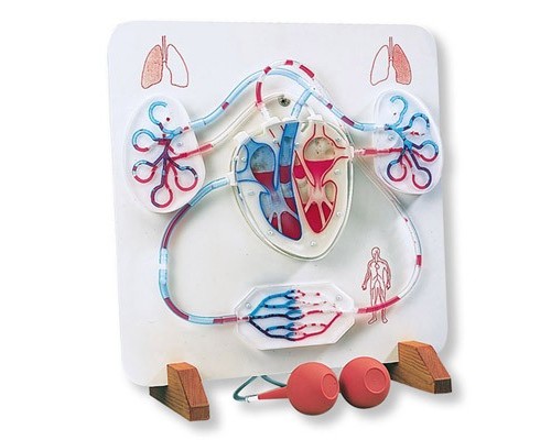 Функціональна модель серця і судинної системи