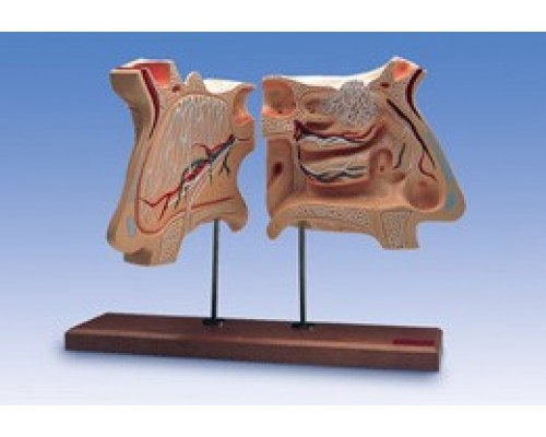 Модель носа и орган обоняния, 4-кратное увеличение