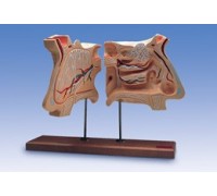 Модель носа і орган нюху, 4-кратне збільшення