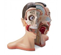 Модель голови і шиї, 5 частин