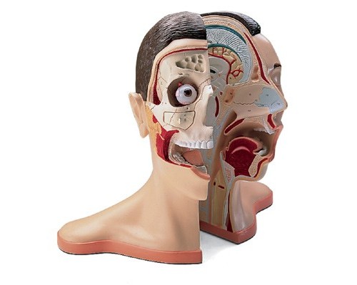 Модель голови і шиї, 5 частин