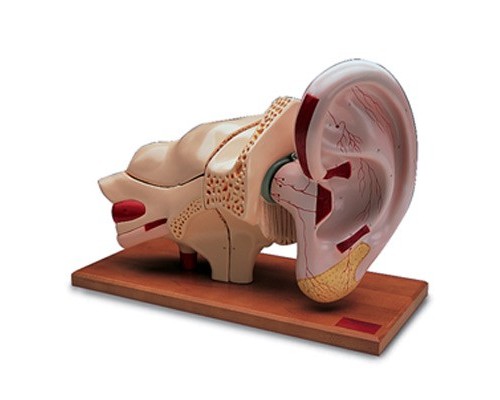 Модель уха, 5-кратное увеличение, 8 частей