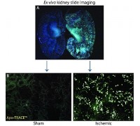 CS1120 Apo-TRACE® In Vivo Apoptosis Комплект виявлення, досить демократ / 25 ін'єкцій, 1 упак