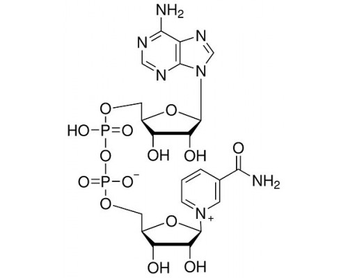 Нікотинамід аденін динуклеотид-b (НАД), 97%, 1 г