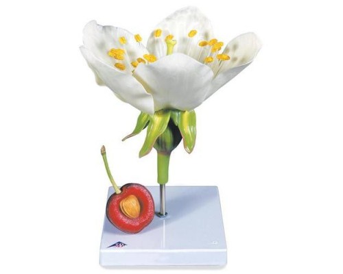 Модель квітки та плоду черешні (Prunus Avium)