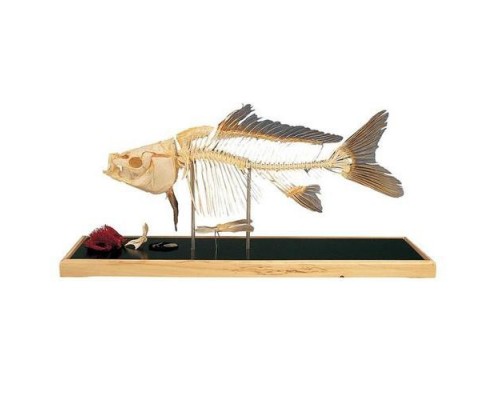 Модель кістяка риби - короп (Cyprinus carpio)