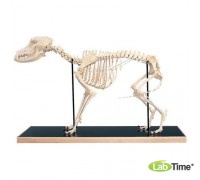 Модель скелета собаки (Canisdomesticus)