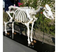 Модель скелета коровы (Bos Taurus)