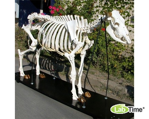 Модель скелета коровы (Bos Taurus)