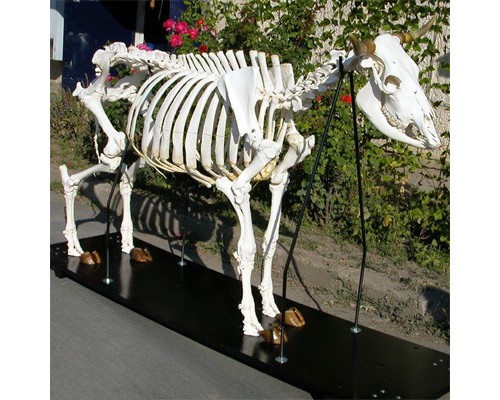 Модель кістяка корови (Bos Taurus)