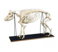 Модель скелета свиньи (Sus scrofa)