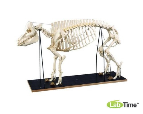 Модель скелета свиньи (Sus scrofa)