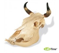 Модель черепа коровы (Bos Taurus)
