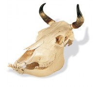 Модель черепа корови (Bos Taurus)