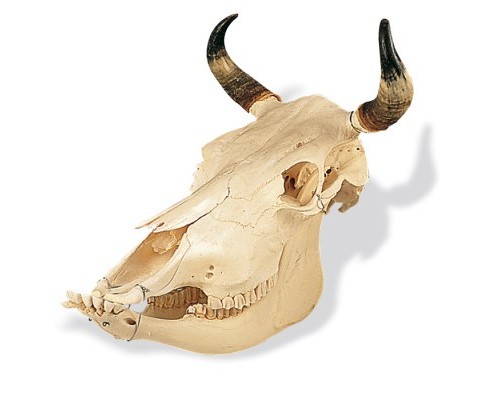 Модель черепа корови (Bos Taurus)