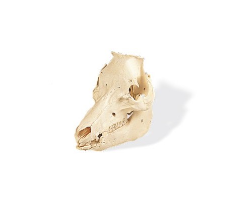 Модель черепа свиньи (Sus scrofa)