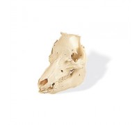 Модель черепа свині (Sus scrofa)