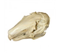 Модель черепа зайца (Lepus europaeus)