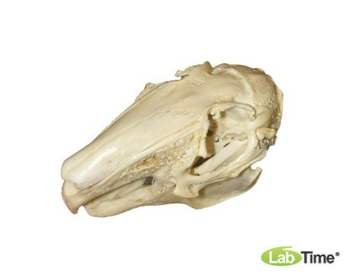 Модель черепа зайца (Lepus europaeus)