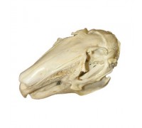Модель черепа зайця (Lepus europaeus)