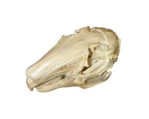 Модель черепа зайця (Lepus europaeus)