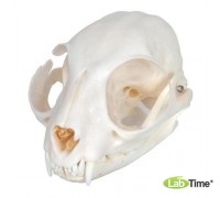 Модель черепа кошки (Felis catus)