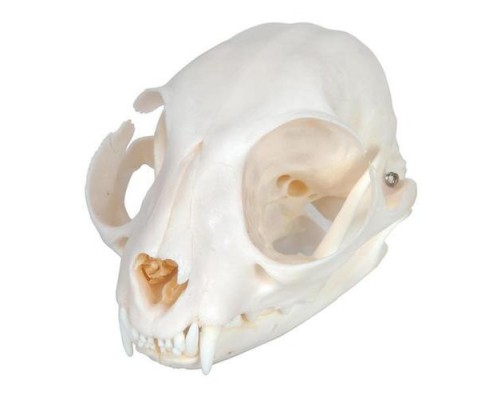 Модель черепа кішки (Felis catus)