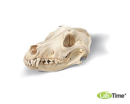 Модель черепа собаки, реконструкция