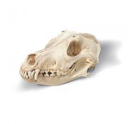 Модель черепа собаки, реконструкція
