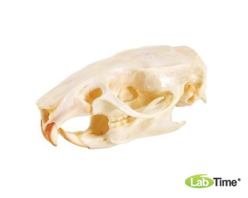 Модель черепа крысы (Tattus rattus)