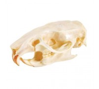Модель черепа щура (Tattus rattus)