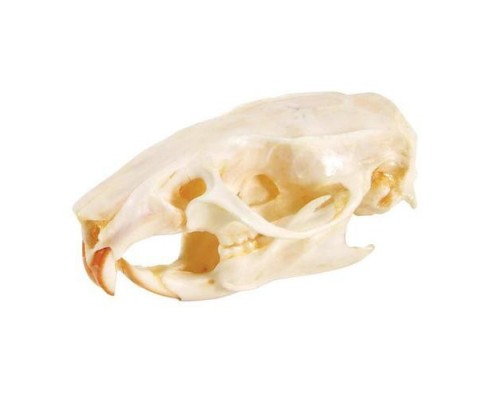 Модель черепа щура (Tattus rattus)