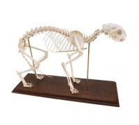 Модель скелета кошки (Felis catus)