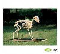 Модель скелета овцы (Ovis aries)