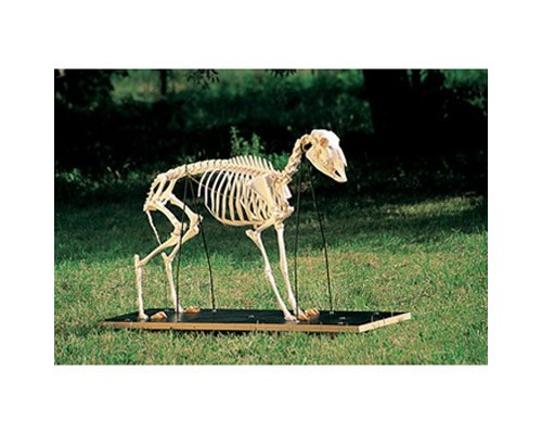 Модель кістяка вівці (Ovis aries)