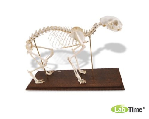 Модель скелета кошки (Felis catus)
