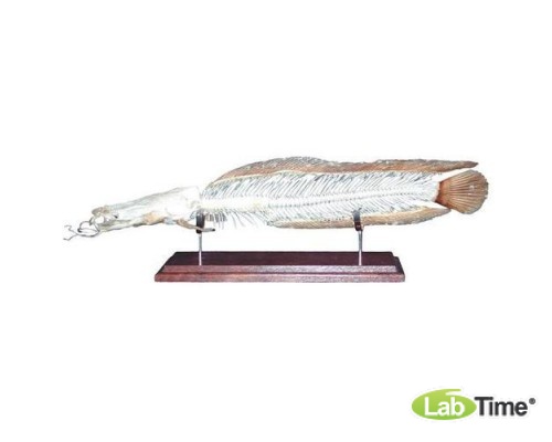 Модель скелета рыбы – европейский сом (Silurus glanis)