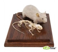 Модель скелета и чучела мыши