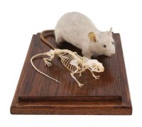 Модель кістяка і опудала миші