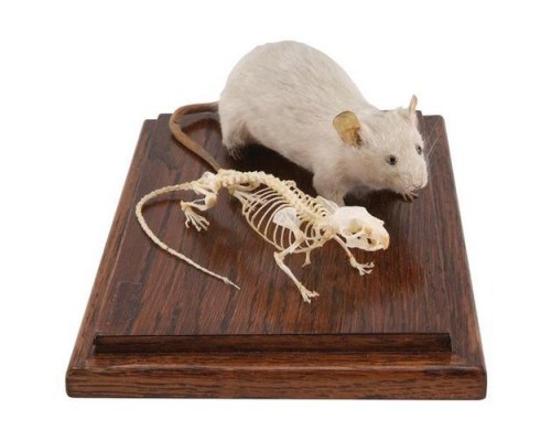 Модель кістяка і опудала миші