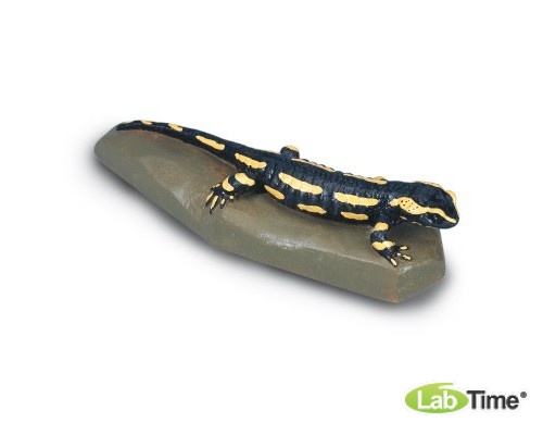 Модель огненной саламандры (Salamandrasalamandra)