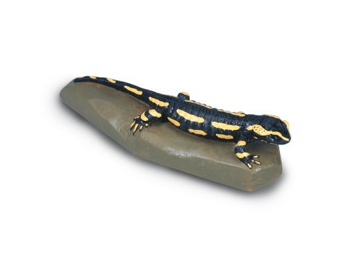 Модель вогненної саламандри (Salamandrasalamandra)