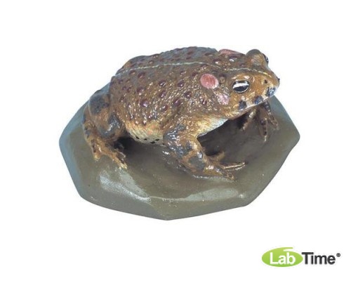 Модель камышовой жабы (Bufocalamita)