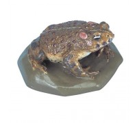 Модель очеретяною жаби (Bufocalamita)