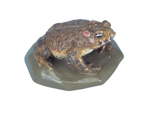 Модель очеретяною жаби (Bufocalamita)