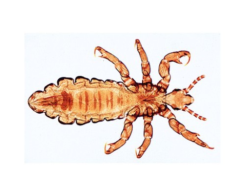 Микропрепараты «Насекомые», Insecta, на английскийском языке