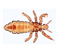 Мікропрепарати «Комахи», Insecta, на англійскійском мовою