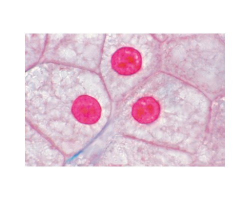 Микропрепараты «Клетки, ткани и органы», серия I, на английском языке
