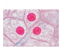 Мікропрепарати «Клітини, тканини і органи», серія I, англійською мовою