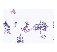 Микропрепараты «Патогенные бактерии», на английском языке